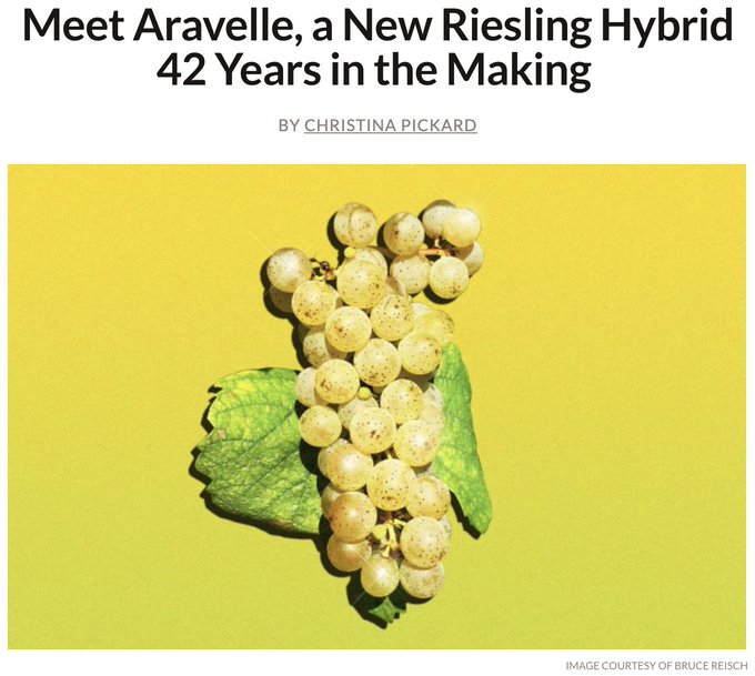 Screenshot of Wine Enthusiast article about Cornell release: Aravelle