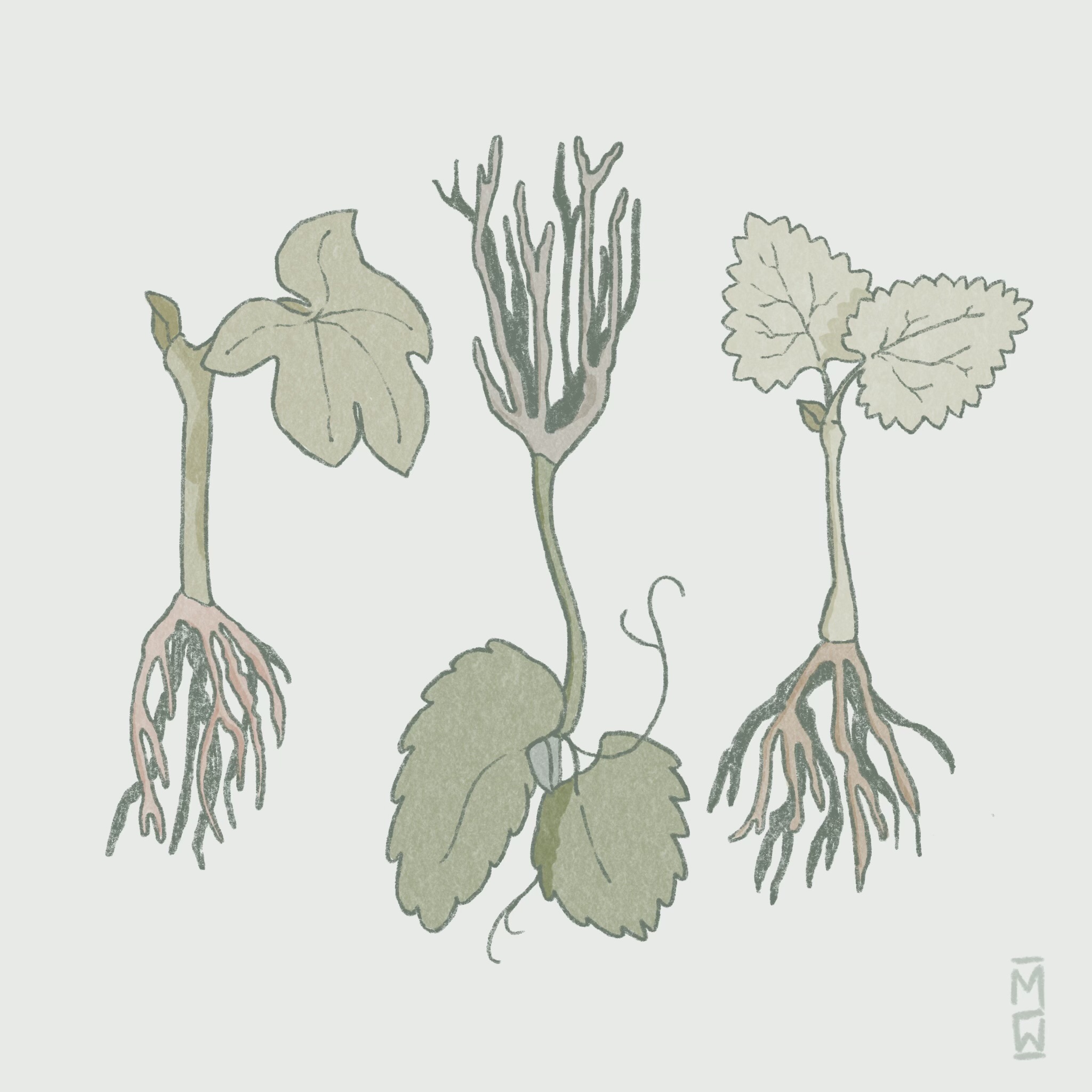Image of three grapevine seedlings with diverse leaf shapes