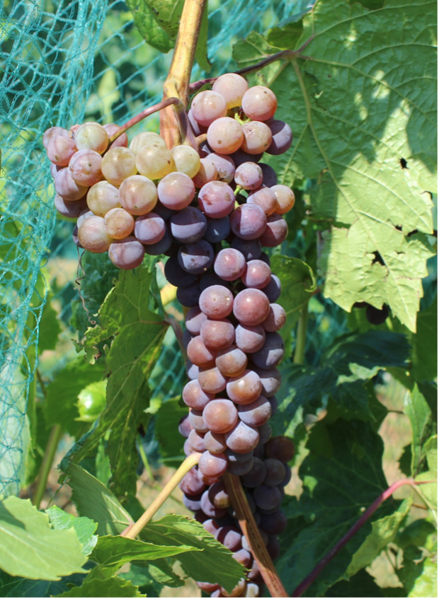 Image of ripe (red) Dakota Primus grape cluster