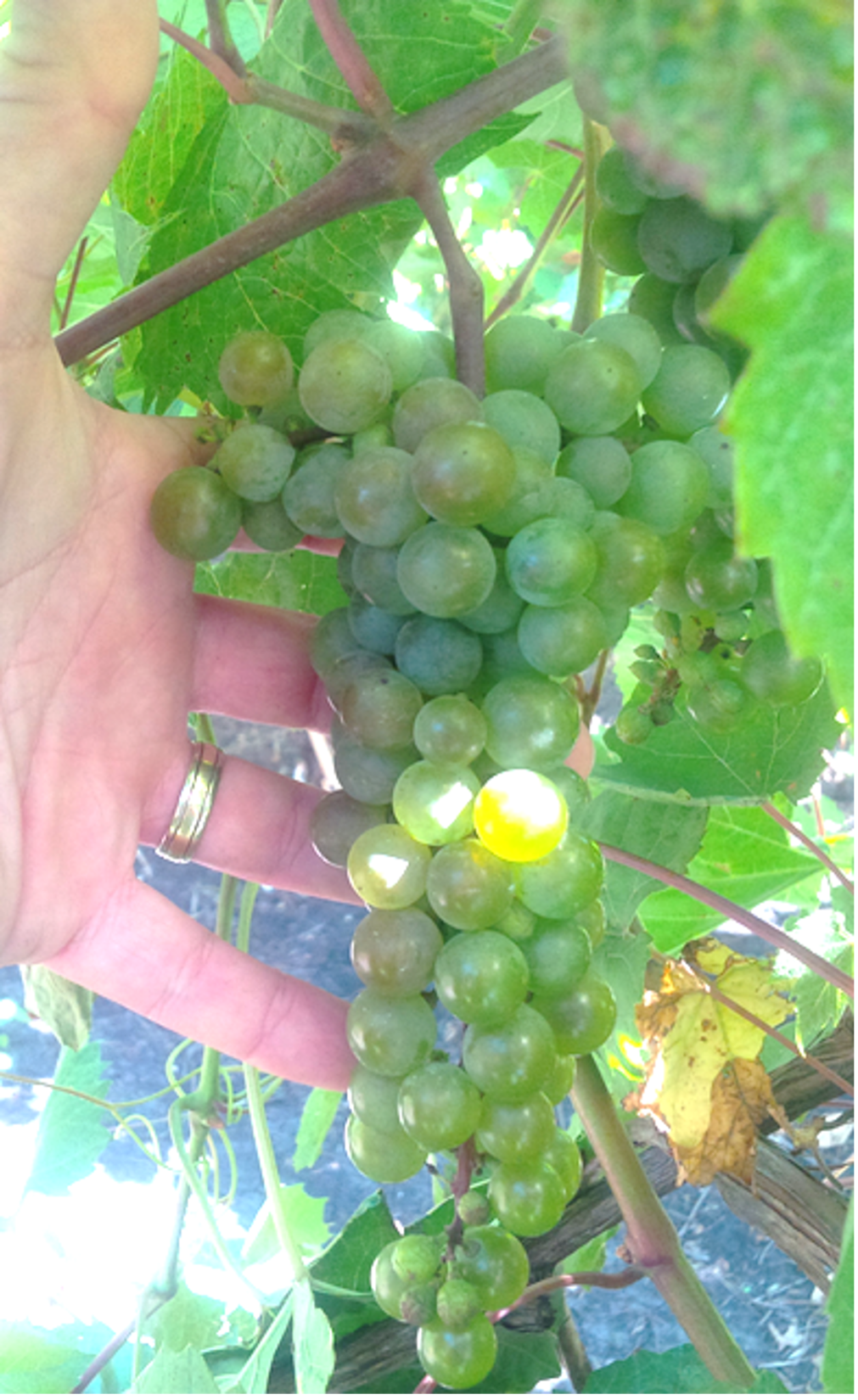 Image of Dakota Primus grape cluster at early veraison (light green)