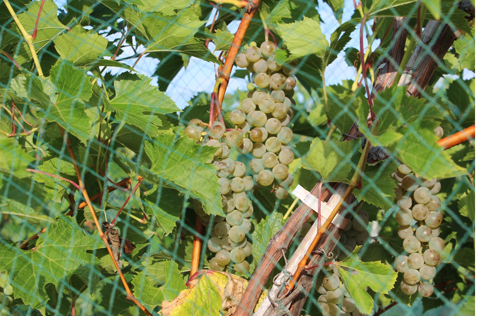 Image of ripe Radiant grape cluster (greenish yellow)