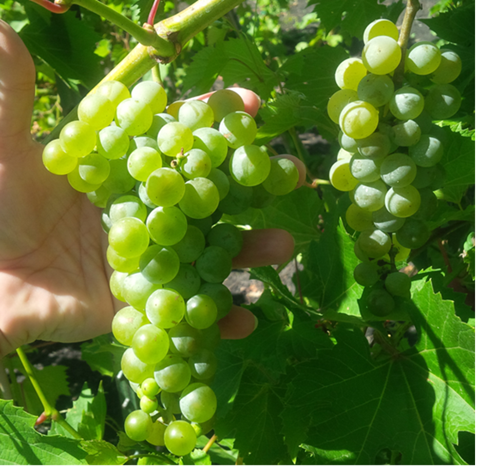 Image of Radiant grape cluster at early veraison (light green)