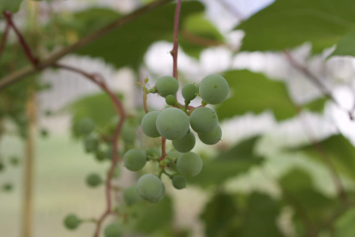 Image of an immature grape cluster hanging in greenhouse