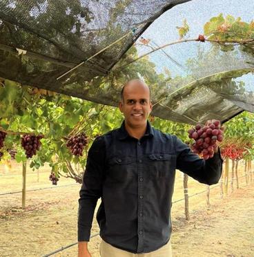 Image of Dr. Sadanand Dhekney in a vineyard, holding a bunch of grapes